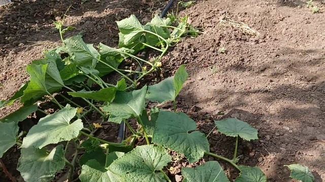 Абрикос сорту "Робада" в моєму домашньому саду. 06.07.2023 р. смотреть онлайн