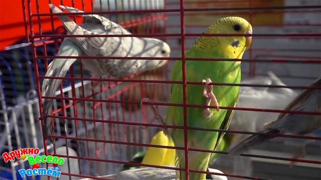 ДОМАШНИЕ ПИТОМЦЫ + ЗВУКИ И ГОЛОСА ДОМАШНИХ ЖИВОТНЫХ + УЧИМ ДОМАШНИХ ПИТОМЦЕВ смотреть онлайн
