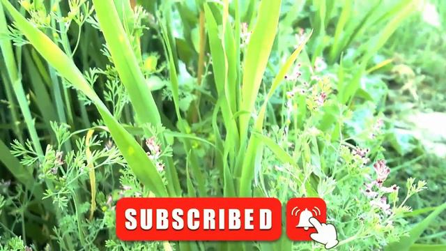 The story of Sheikh Hadith Maulana Zakaria and Maulana Yusuf Banuri || Mufti Zarwali Khan Official смотреть онлайн