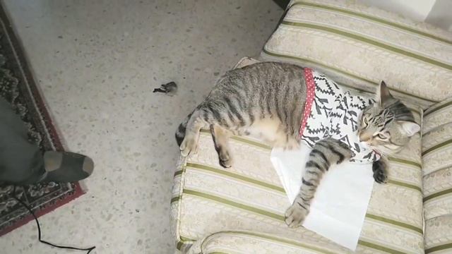 Кот, крыса и воробей в одной квартире смотреть онлайн