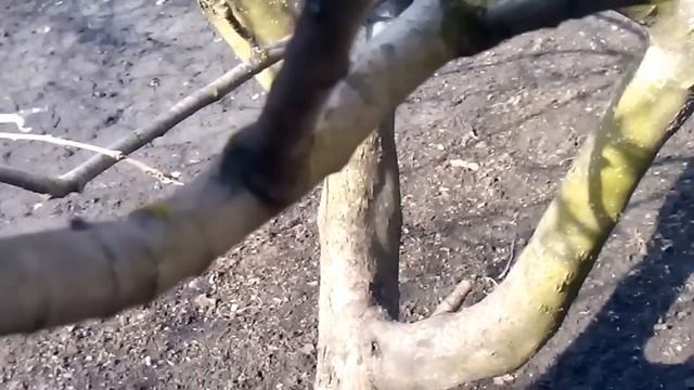 прививка груши на яблоню смотреть онлайн