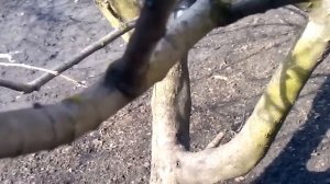 прививка груши на яблоню