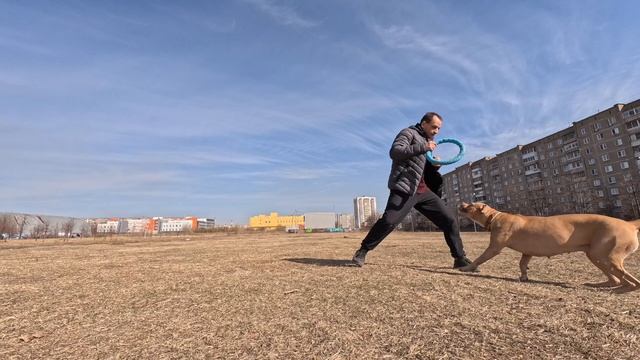 Игра с Питбулем, пуллер???? смотреть онлайн