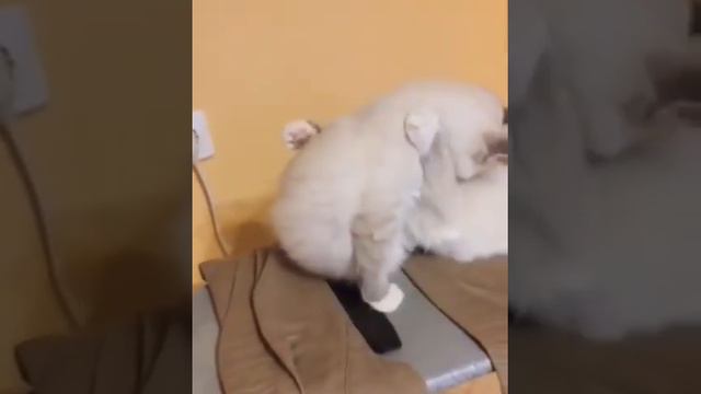 Котята рэгдолл смотреть онлайн