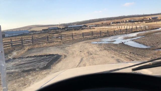 Обменял старого барана на молодого суффолка