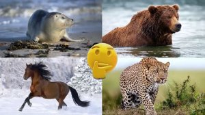 Развивающее видео для детей про животных | Угадай, где правильный ответ! | Выпуск 15