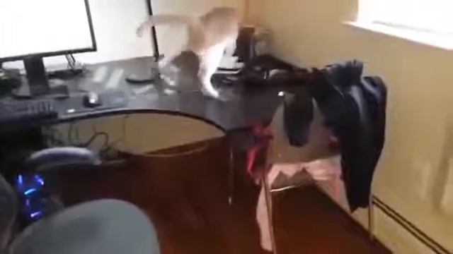 Как отучить кота ходить по столу смотреть онлайн