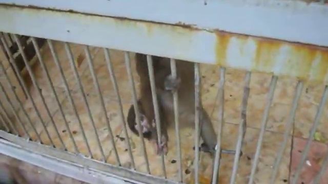 Мартышка хочет отобрать камеру. смотреть онлайн