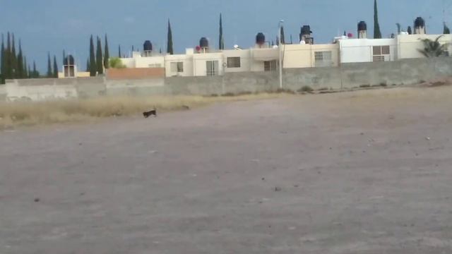 Chihuahua en 2x de velocidad смотреть онлайн