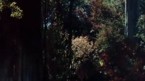 Книга джунглей| Маугли смотреть | Фильмы для детей