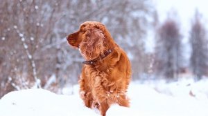 Английский кокер спаниель | Характер, содержание, воспитание