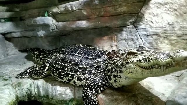 Кормим крокодилов и пиранью !