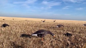 Охота на Гуся в Казахстане.  Осень 2021. "Нуринские пешеходы." Долгожданный выезд.