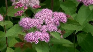 Сад непрерывного цветения Наталии Петренко