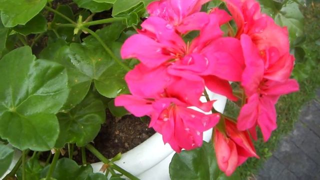 Pelargonium Peltatum - Gerânio Pendente смотреть онлайн