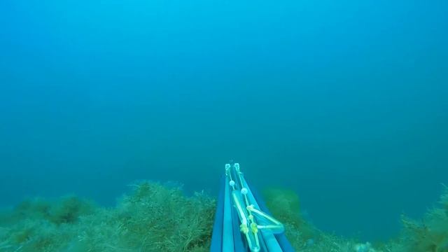 лето сезон 2020 часть 2 Пеламида на 3 кг