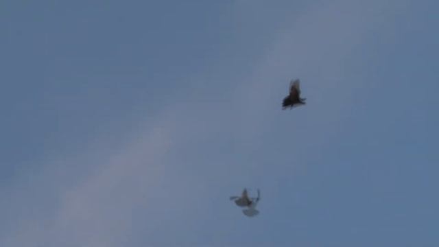 Турецкие бойные голуби г Омск 2012 смотреть онлайн