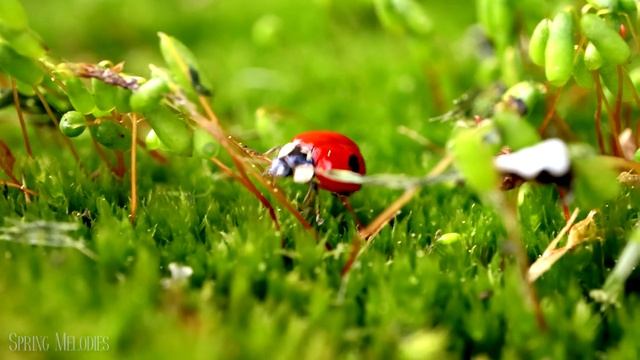 Baby Animals 4K - The Cutest Baby Animals In The World With Relaxing Music смотреть онлайн