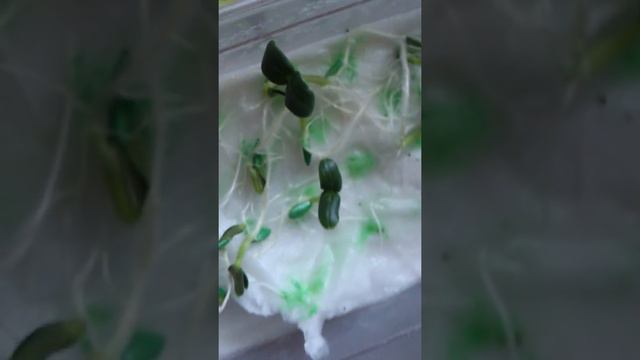 Проверяем советы YouTube. Проращиваем семена огурцов на туалетной бумаге