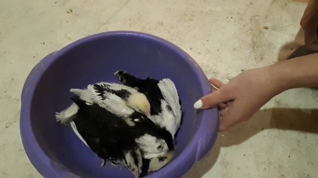 Выращиваем цыплят 2 выпуск австралорпам 20 дней смотреть онлайн