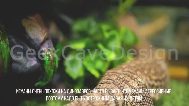 Содержание и уход за водяным и капским вараном. смотреть онлайн