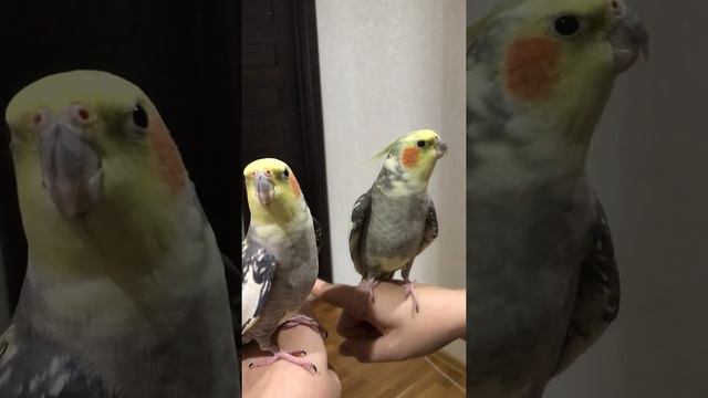 Попугай Проша разговаривает с зеркалом смотреть онлайн