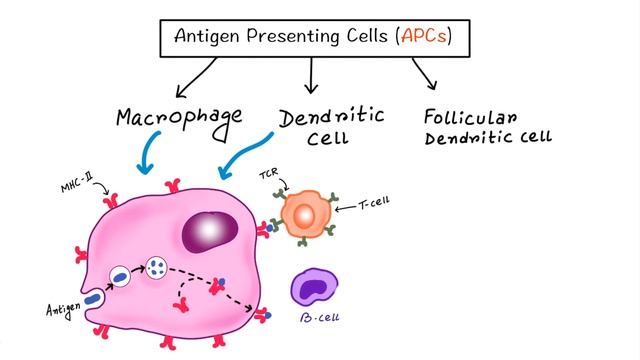 Antigen Presenting Cells - Few Basic Differences