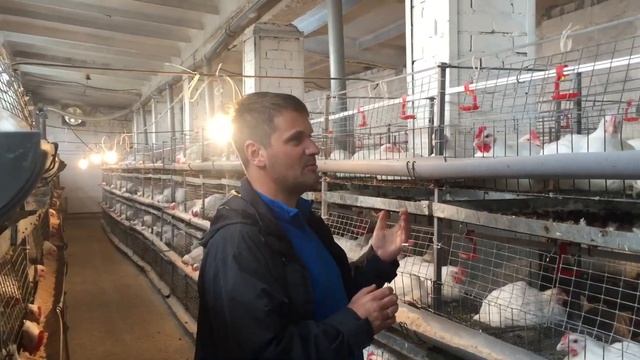 Система поилок бройлера поилки для птенца бизнес на бройлере кобб 500 вода для курей поилка для кур смотреть онлайн