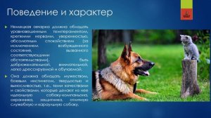 НЕМЕЦКАЯ ОВЧАРКА | 166 | German Shepherd Dog #кинология #немецкаяовчарка
