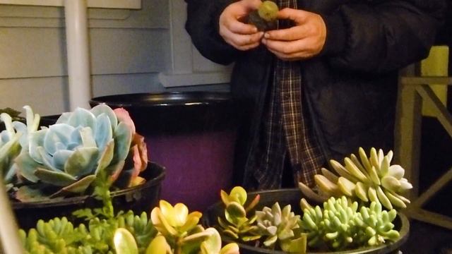 Kiwi As Gardening - Season 2 - 3 EASY STEPS to make your own succulent farm смотреть онлайн