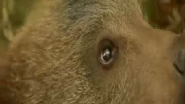 Groovy Bear Eats Psychedelic Mushrooms смотреть онлайн