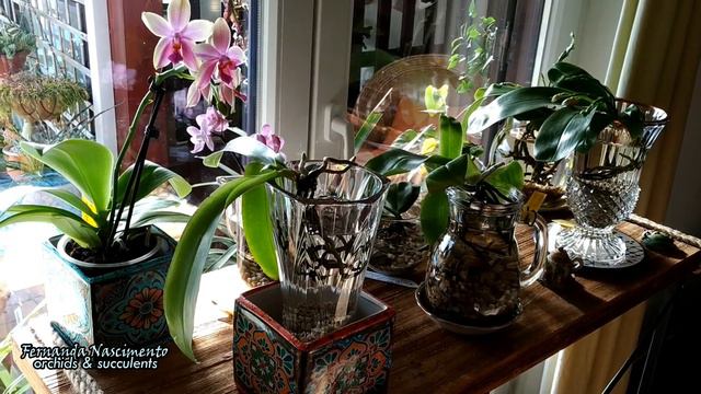 Phalaenopsis, the species & the hybrids #CareCollab LEGENDAS em PORTUGUÊS смотреть онлайн