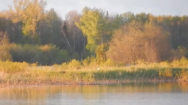 Токование тетеревов в конце мая Видео Е С Павлова смотреть онлайн