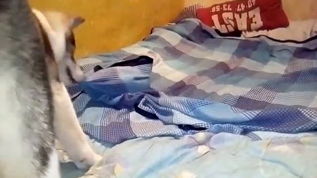 Американская Акита Юна и хорёк Джуська