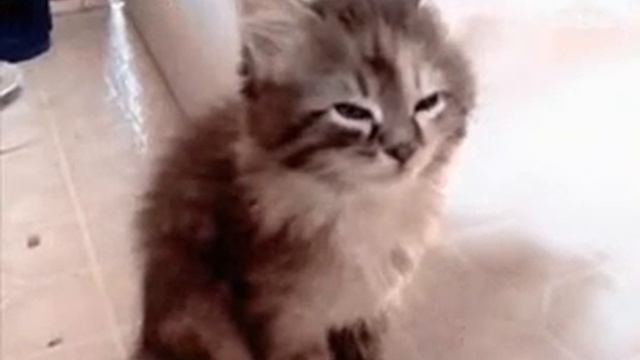 Dangerous woman ft. Just a Cat смотреть онлайн