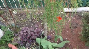 Что растет в моем саду. ЛИСТВЕННИЦА ЕВРОПЕЙСКАЯ пендула