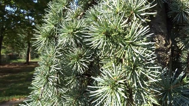 Cedrus libani var. Glauca pendula čes. cedr libanonský angl. cedar of Lebanon смотреть онлайн