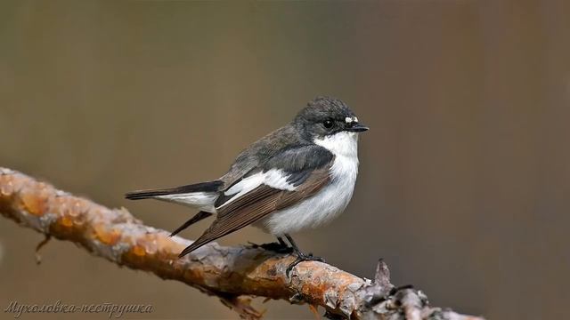 Голоса птиц Как поёт Мухоловка пеструшка Ficedula hypoleuca.mp4 смотреть онлайн