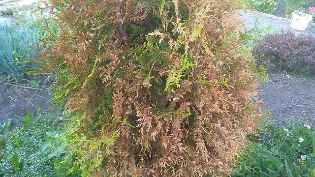 Туя западная, последствия после зимы и выпуска семян. #туязападная,#туя,#сад.