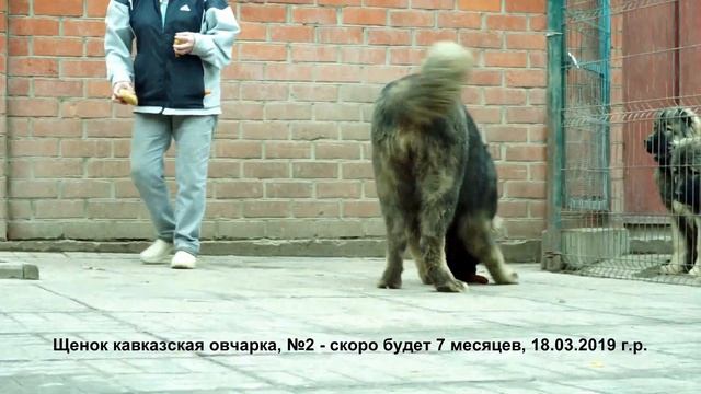 Щенок кавказская овчарка сука 7 мес. www.r-risk.ru 79262205603 Татьяна Ягодкина