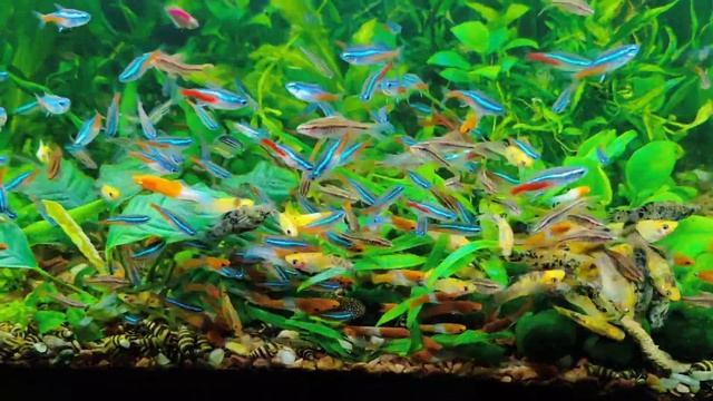 Aquarium #Аквариум #水族館 #Ancistrus #Рибки Неони #Молинезия #Барбус #Меченосец #Аквакорм