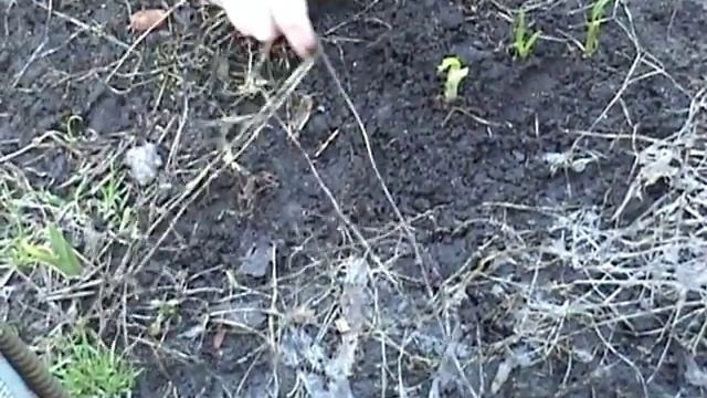 Уход за лилейниками-малышами смотреть онлайн