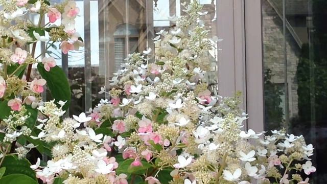 The Miracle of Pollination смотреть онлайн