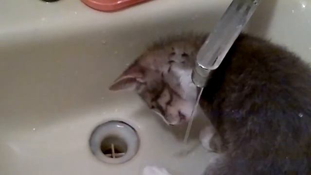 Кот пьет из-под раковины смотреть онлайн