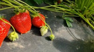 Роксана. Итальянский КСД сорт клубники с гигантской ягодой