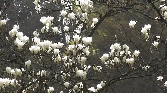 Beautiful Magnolia смотреть онлайн