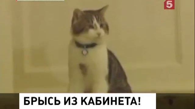 Брысь из кабинета! смотреть онлайн