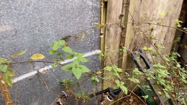 The VW Forest.. An Incredible Collection Of Rare Classics Inc A Mk2 BBS GTI, VR6, 4 Motion & More! смотреть онлайн