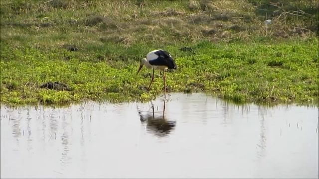 Аист в зазеркалье смотреть онлайн