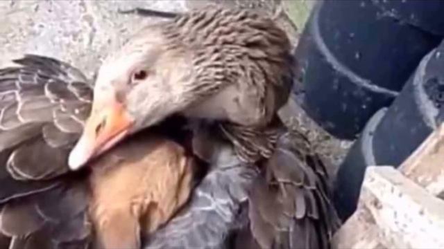 Гусь подошел к замерзающему щенку и обнял его, чтобы согреть, только посмотрите на это смотреть онлайн